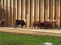 Watusi - Bos taurus (cla Mammiferes) (ord Artiodactyles) (fam Bovides) (06)